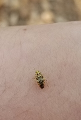 Tropidosteptes quercicola