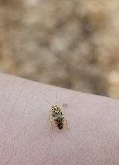 Tropidosteptes quercicola
