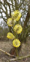 Salix cinerea