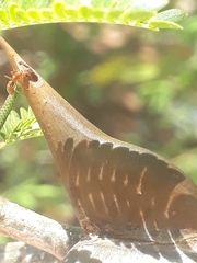 Pseudomyrmex ferrugineus