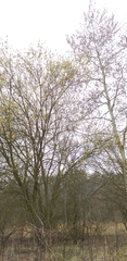 Salix cinerea