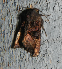 Euplexia benesimilis