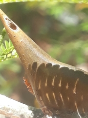 Pseudomyrmex ferrugineus