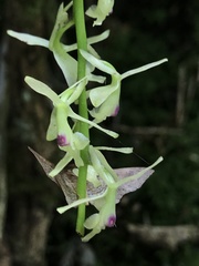Epidendrum moritzii