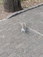 Sciurus carolinensis