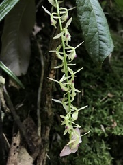 Epidendrum moritzii