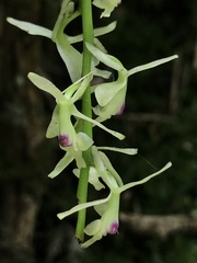 Epidendrum moritzii
