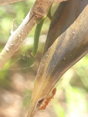 Pseudomyrmex ferrugineus