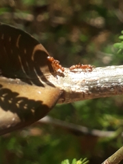 Pseudomyrmex ferrugineus