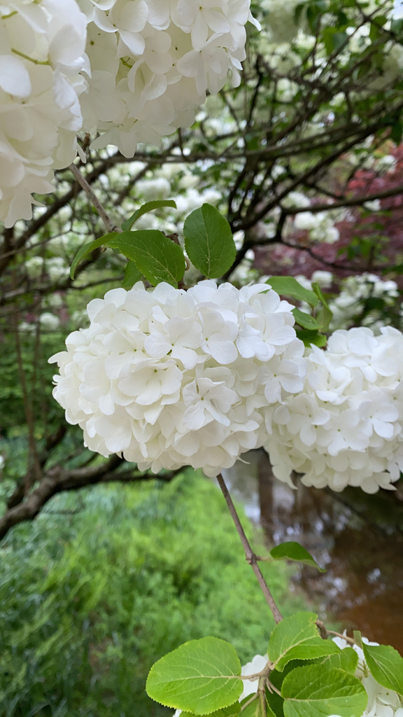 Viburnum macrocephalum, Fulton County, US-GA, US