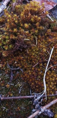 Syntrichia ruralis