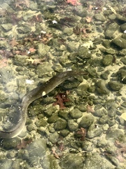 Anguilla dieffenbachii