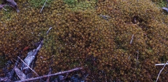 Syntrichia ruralis