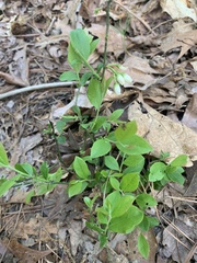 Vaccinium tenellum