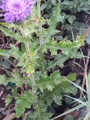 Cirsium mexicanum