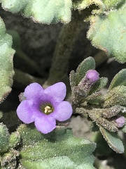 Phacelia pulchella