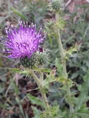 Cirsium mexicanum
