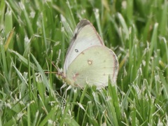 Colias philodice