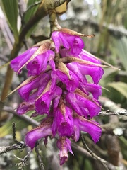 Elleanthus maculatus