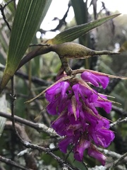 Elleanthus maculatus