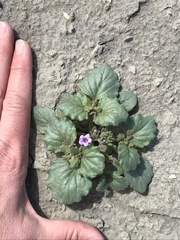 Phacelia pulchella