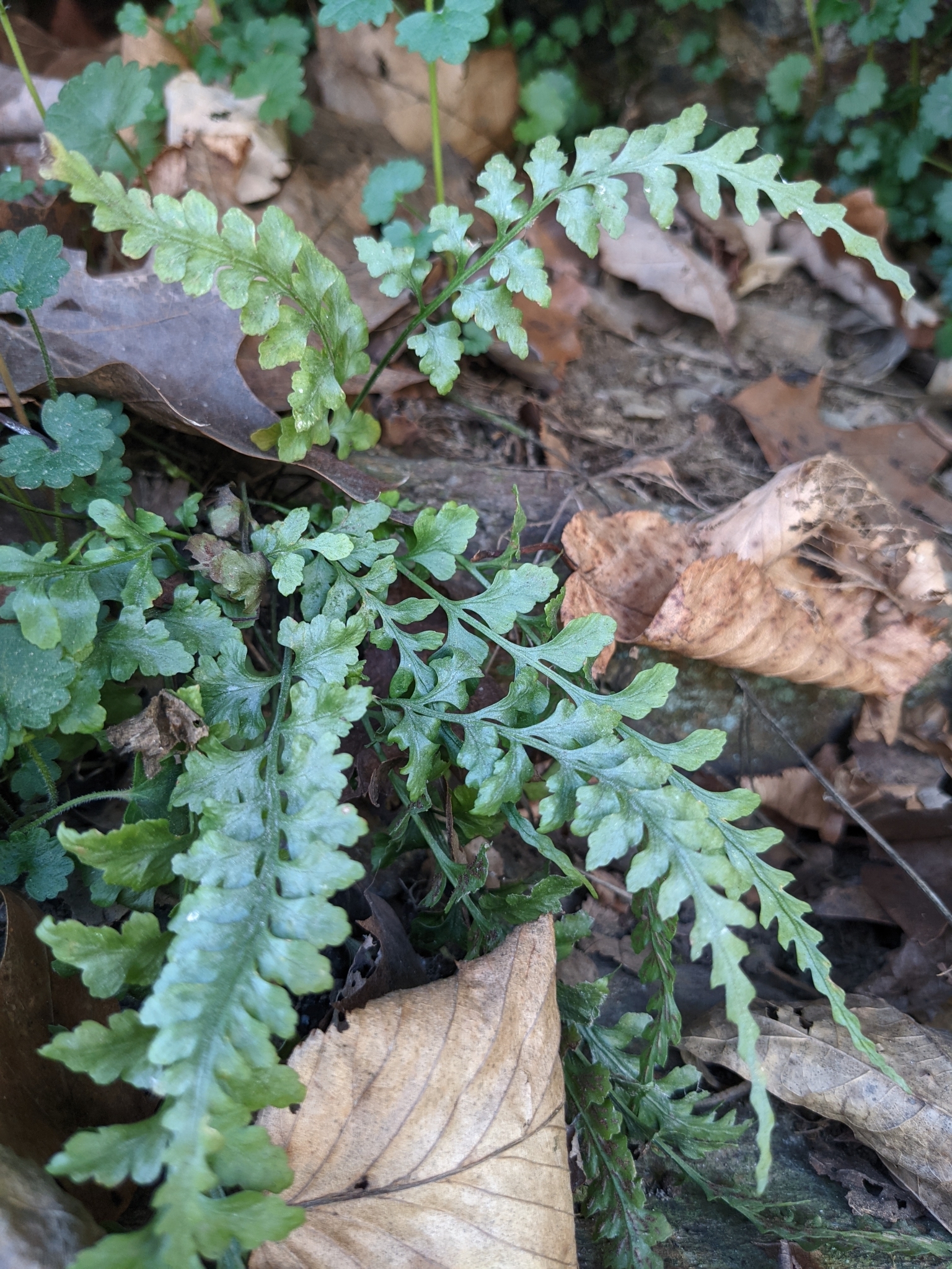 Asplenium X trudellii