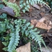 Trudell's Spleenwort - Photo (c) Matthew Moskwik, some rights reserved (CC BY-NC), uploaded by Matthew Moskwik