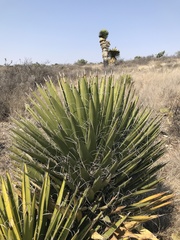 Yucca carnerosana