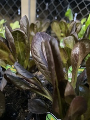 Lactuca sativa longifolia