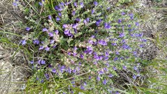 Scutellaria wrightii