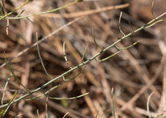 Erigeron reductus angustatus