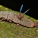 Coelostomidia zealandica - Photo (c) Steve Kerr,  זכויות יוצרים חלקיות (CC BY), הועלה על ידי Steve Kerr