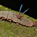 Coelostomidia zealandica - Photo (c) Steve Kerr, osa oikeuksista pidätetään (CC BY), lähettänyt Steve Kerr