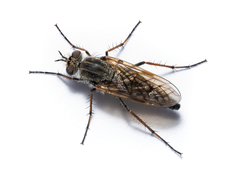 Thereva unica