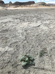 Phacelia pulchella