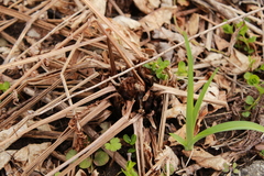 Matteuccia struthiopteris