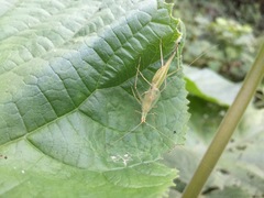Oecanthus longicauda
