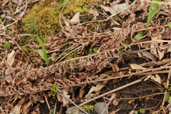 Matteuccia struthiopteris