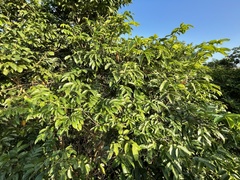 Pterocarpus officinalis