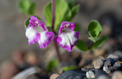Scutellaria nummulariifolia