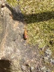 Scoliopteryx libatrix
