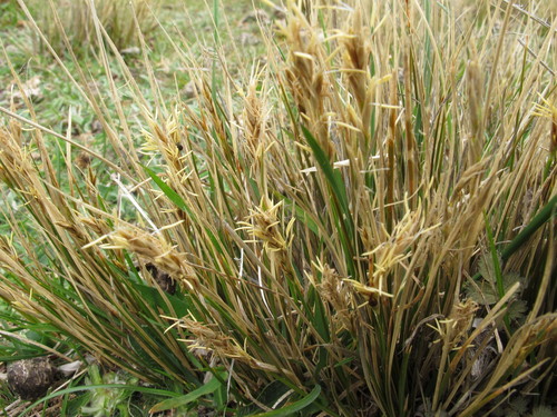 Carex muelleri
