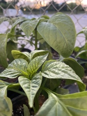 Capsicum baccatum