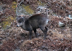 Elaphodus cephalophus