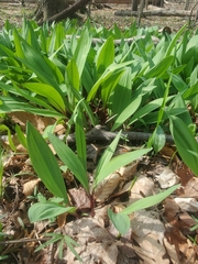 Allium tricoccum
