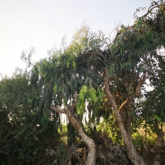 Eucalyptus globulus globulus
