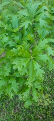Quercus boyntonii