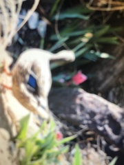 Anas platyrhynchos
