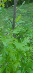 Quercus boyntonii