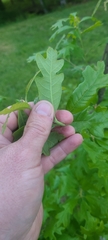 Quercus boyntonii